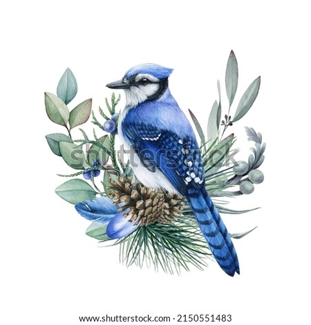 Blue jay bird with pine and eucalyptus branches. Watercolor illustration. Cozy natural decor. Realistic blue jay with evergreen leaves, cones, feathers. Rustic natural element
