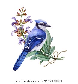 Blue jay bird with sage flowers. Watercolor illustration. Vintage hand drawn floral decor. Retro style blue bird with sage flowers