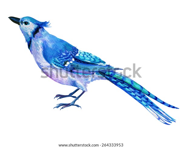 青いジェイ鳥 水の色で非常に詳細な動物学的イラスト 長い縞のある尾を持つ エキゾチックな歌を歌う鳥の美しい羽 ジェイバード のイラスト素材