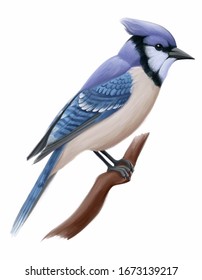 Blue Jay Drawing Images Stock Photos Vectors Shutterstock