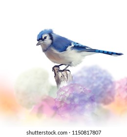 Blue Jay In Flower Garden,watercolor Painting On White Background