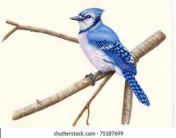Blue Jay Illustration