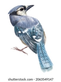 Blue Jay, Watercolor Bird, Digital Painting.