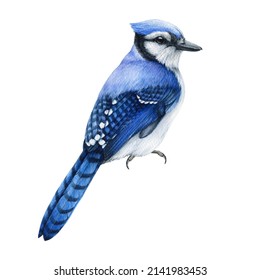 Blue jay watercolor illustration. Hand drawn realistic cyanocitta cristata. Wildlife forest avian. Blue jay common North American bird. White background