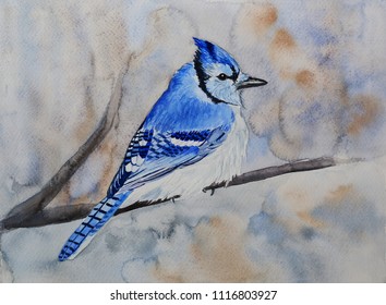 Blue Jay. Watercolor Painting Of Bird
