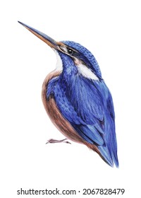 Blue Kingfisher Bird Drawing, Bird Illustration, Realistic Bird Drawing, Hand Drawing With Colored Pencils