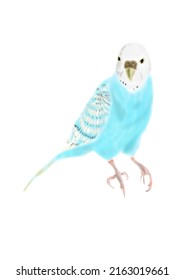 A Blue Parakeet That Is A Bird