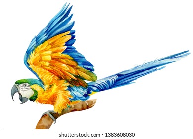 476 Red big parrot drawing Images, Stock Photos & Vectors | Shutterstock