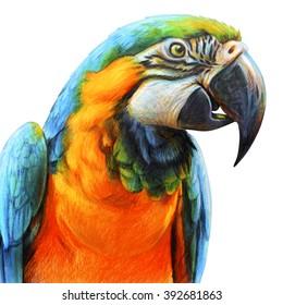 Featured image of post Realistic Parrot Drawing Pencil realistic drawing of parrots sun parakeets jess karp