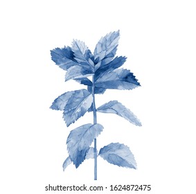 Blue Plant. Mint Stem. Watercolour Illustration On White Background.