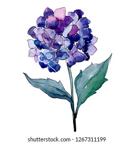 Blue purle hydrangea floral botanical flower. Wild spring leaf wildflower isolated. Watercolor background illustration set. Watercolour drawing fashion aquarelle. Isolated flower illustration element.