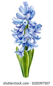 blue spring flowers,  hyacinths on an isolated white background, watercolors botanical illustration, floral painting