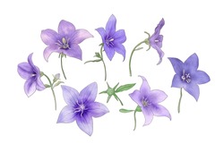 Blue Star Balloon Flowers Set Isolated On White. Watercolor Platycodon Flowers Botanical Illustration. Spring Blossom Floral Clipart. Wildflower Hand Drawing Print