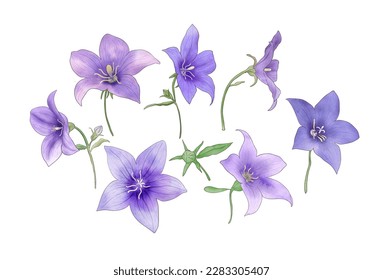 Blue star balloon flowers set isolated white  Watercolor Platycodon flowers botanical illustration  Spring blossom floral clipart  Wildflower hand drawing print