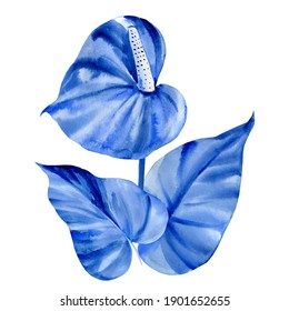 Blue Tropical Flowers, Anthurium On White Background, Watercolor Illustration, Abstract Painting