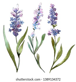 Blue Violet Lavender Floral Botanical Flowers. Wild Spring Leaf Wildflower Isolated. Watercolor Background Set. Watercolour Drawing Fashion Aquarelle. Isolated Lavender Illustration Element.