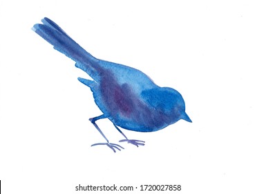 Blue Watercolor Bird Eating  Artistic Drawing Isolated On White Background