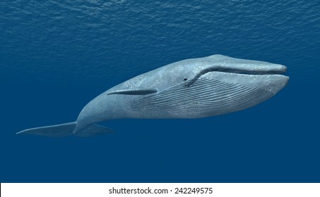 Blue Whale Computer Generated 3D Illustration