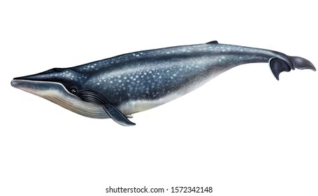 Blue Whale Drawing, Isolated Image On White Background