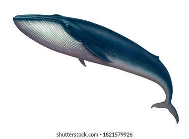 Blue Whale Great Illustration Isolate Art Realistic.