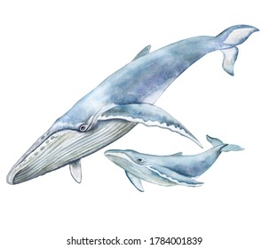 Blue whale Mum and baby isolated on white background.. Underwater fauna. Watercolor illustration. Template. Clipart. 
