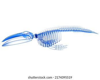 Blue Whale Skeleton anatomy 3D rendering