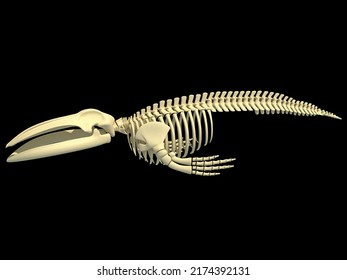 Blue Whale Skeleton animal anatomy 3D rendering