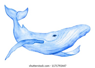 Watercolor Bowhead Whale Hand Drawn Whale Stock Vector (Royalty Free ...