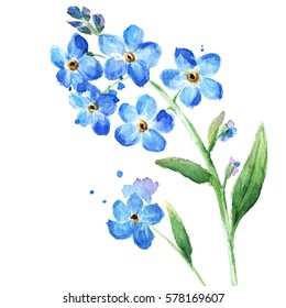 Blue Wild Flowers, Watercolor Illustration