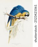 Blue  Yellow Macaw by Edward Lear. Vintage macaw bird art, bird drawing illustration, old bird macaw painting, bird art print.