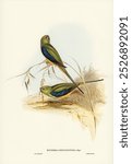 Blue-banded Grass-Parakeet (Euphema chrysostoma) illustrated by Elizabeth Gould (1804-1841) for John Gould