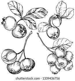 Blueberry Black White Engraved Ink Art Stock Illustration 1339436756 ...