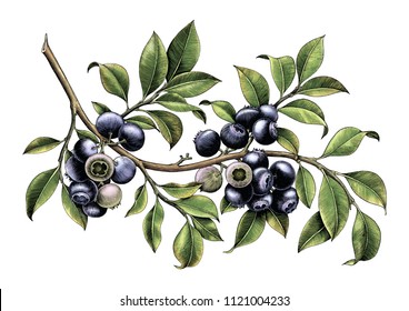 Blueberry branch hand drawing vintage clip art isolate on white background