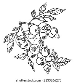 Blueberry Branch. Outline Drawing. Hand-drawn Floral Illustration