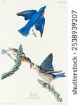 Blue-bird by John James Audubon, etched by William Home Lizars. Vintage art drawing of bird illustration print, vintage watercolor illustration of Blue-bird birds flying and feeding the worm.