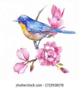 A Bluebird On A Magnolia Branch. Watercolor Illustration.