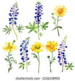 Bluebonnet And Chamomile Flowers. Watercolor Botanical Illustration. Isolated On White Backgound