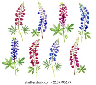 Bluebonnet Flowers Set. Hand Drawn Watercolor Illustration. Isolated On White