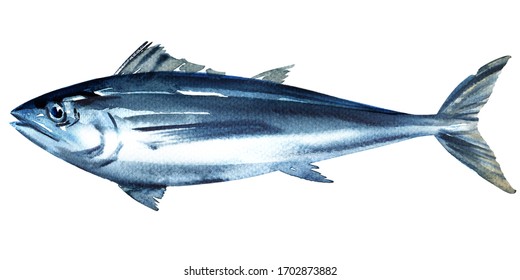 Bluefin Tuna, Tunny, Whole Fresh Saltwater Fish, Thunnus Thynnus, Seafood, Close-up, Isolated, Hand Drawn Watercolor Illustration On White Background