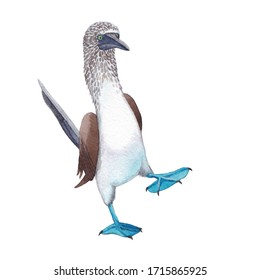 Blue  footed booby