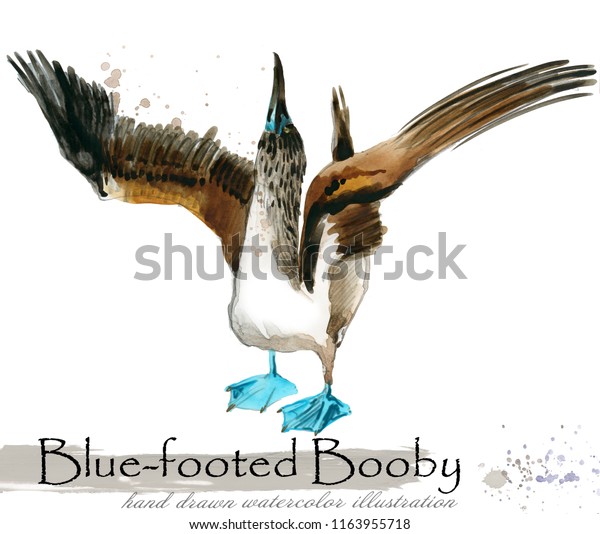 Bluefooted Booby Hand Drawn Watercolor Illustration Stock Illustration 1163955718 Shutterstock 9624