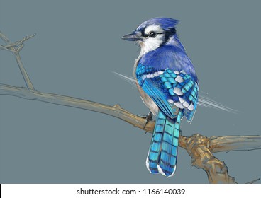 BLUEJAY BIRD SKETCH / COLOR PENCIL DRAWING