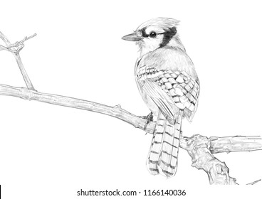 Blue Jay Drawing High Res Stock Images Shutterstock