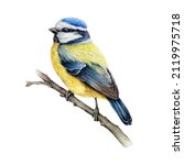 Blue-tit bird on the branch. Watercolor illustration. Hand drawn cute tiny titmouse with yellow and blue feathers. Small european bird watercolor element. Blue-tit avian on white background
