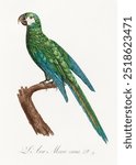 The Blue-Winged Macaw, Primolius maracana by Francois Levaillant. Green tropical bird parrot on a branch. Vintage parrot bird animal art drawing illustration, old parrot animal painting art print.