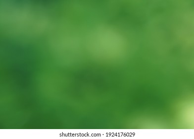 Blurred Background. Green Leaves In The Forest.