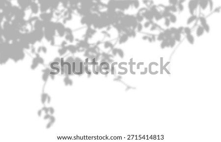 Blurry soft gray leaf shadow overlay with hanging vines and branches. Ideal for realistic mockups, minimalist background designs, and nature-inspired aesthetics with ample copy space.