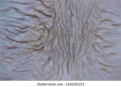 Blurry And Soft  Of Sheepskin Texture Background 