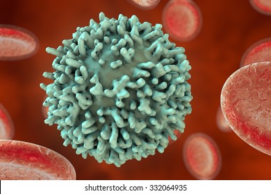 B-lymphocyte And Red Blood Cells