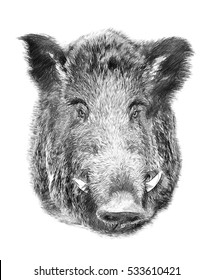 Boar on white background. Illustration in draw, sketch style